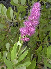 spiraea douglasii graphic